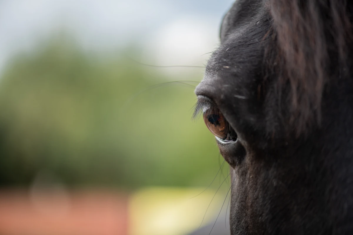 Le Droit des animaux : une question de protection et de justice